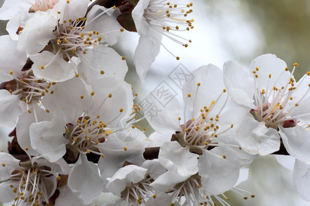 樱桃树在花背景上闪发光的树枝图片