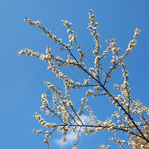 樱桃树蓝天空背景闪亮的树枝图片