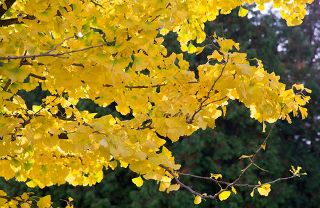 黄树枝自然秋天背景图片