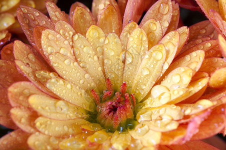 美丽的橙色菊花秋生动的背景露图片
