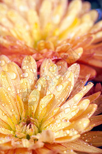 美丽的橙色菊花秋生动的背景露图片