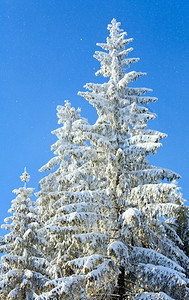 蓝天上有些雪背景冬季风和覆盖树顶图片