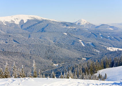 冬季寒平静的山地景观风和雪覆盖了树苗和高山滑雪在森林中砍伐图片