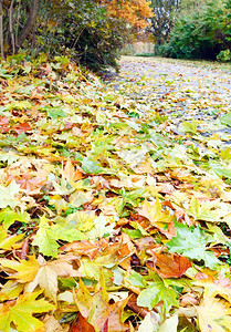秋天公园草地和通道上的黄割切叶图片