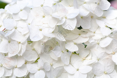 白色大八花自然背景综合宏观照片具有相当深的锐度图片