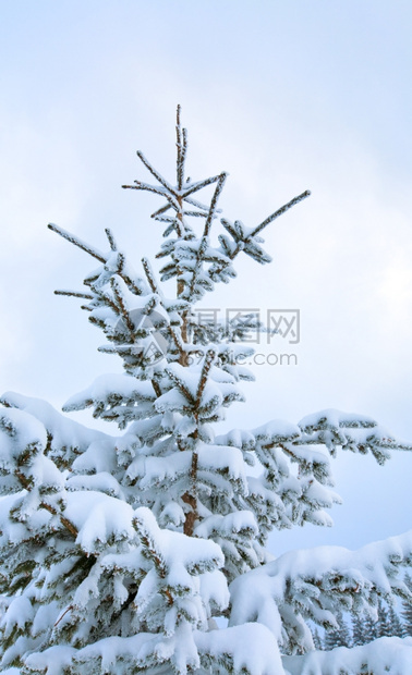 寒雪覆盖了云天背景的风雪图片