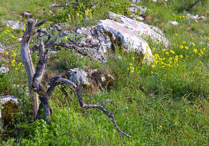 春山边的黄花石块和枯树干断图片