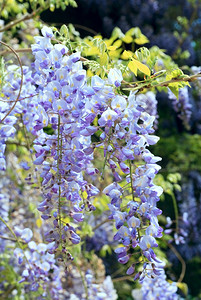 春公园克里米亚乌兰有紫罗花克里米亚乌兰图片