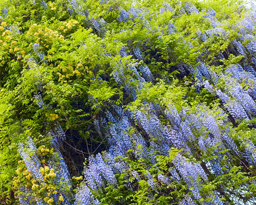 春公园克里米亚乌兰有紫罗花克里米亚乌兰图片