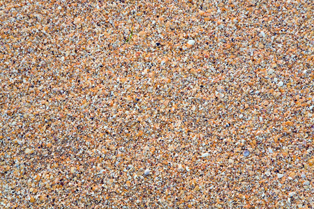 桑迪断裂的壳湿海背景图片
