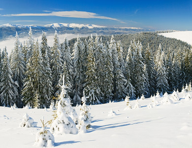 冬季平静的山地风景与树苗来自乌克兰Bukovel滑雪胜地图片