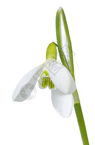 春花在白色背景上被孤立集六发巨照片具有相当深的锐利图片