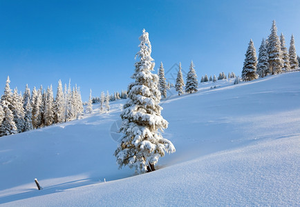 山上边蓝天空背景的风雪覆盖了山边的林背景图片