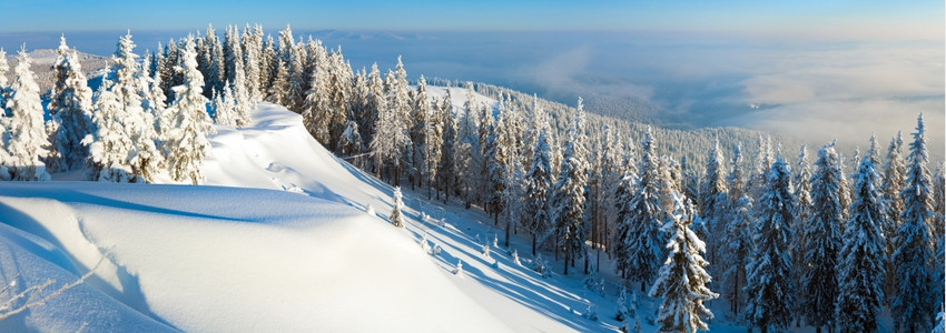 山顶上铺满了林树和雪花喀尔巴阡山乌克兰图片