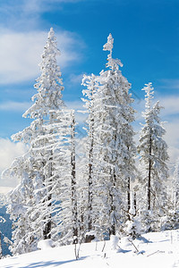 山边蓝天空背景的山上雪壁树图片