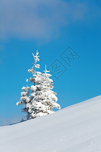 冬雪覆盖了山坡上蓝天空背景的山边风雪覆盖了卷木图片