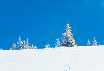 在蓝天空背景的山上边有冬季雪覆盖了圆木喀尔巴阡山乌克兰图片