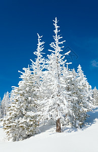 冬雪覆盖了山坡上蓝天空背景的山边风雪覆盖了卷木图片
