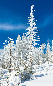 冬雪覆盖了山坡上蓝天空背景的山边风雪覆盖了卷木图片