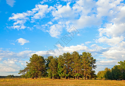 夏季草地与云天空田野与生黄花图片