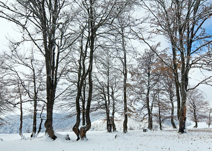 10月山脚林第一次冬雪和去年秋叶图片