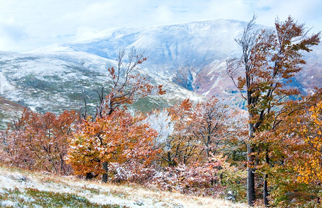 花叶艳山姜10月喀尔巴阡山博加瓦高原第一次冬季雪和秋多彩花叶背景