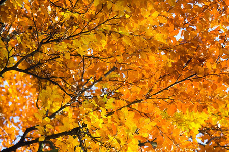 秋天城市公园的山尖树清理图片