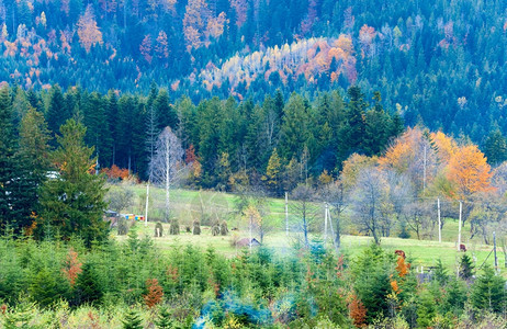 秋山地貌和丘上的森林乌克兰喀尔巴阡图片