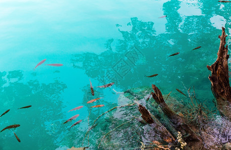 小鱼在寒冷的清洁透明湖中栖息树在水面中反射图片