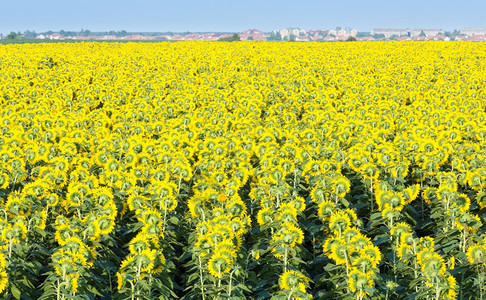 夏季开花的向日葵田Helianthusannuus图片