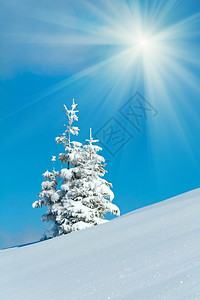 冬天雪覆盖了山边蓝天的风毛树上面有阳光背景的蓝天图片