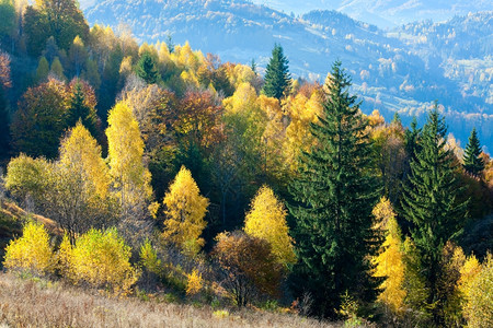 秋山尼姆奇赫口喀尔巴阡乌克兰和上多彩的树木图片