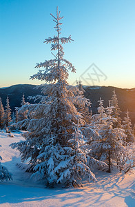 冬季山区风景第一天清晨的太阳光束下有雪覆盖树木图片