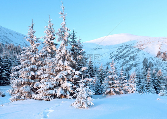 粉色日出和冬季山地景观斜坡上有雪覆盖的山壁树图片