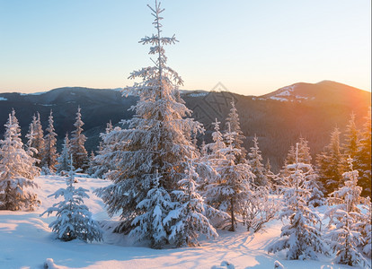 日出和冬季山地景观坡上有雪覆盖的树木图片