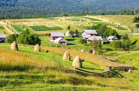 夏季山村郊区田里有干草堆乌克兰喀尔巴阡山图片
