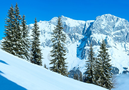 上午冬季山区全景前面有fir树林奥地利霍奇柯尼希区图片