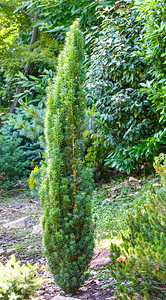 公园植物背景上的小型绿花叶树图片