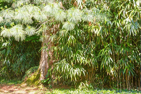 竹木林中的松树图片