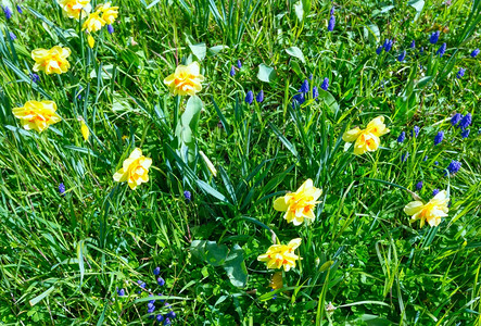 黄色边框春天绿色草原上盛开的黄水仙背景
