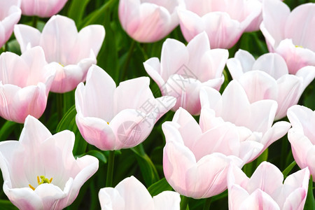 春天美丽的白色郁金香Macro图片