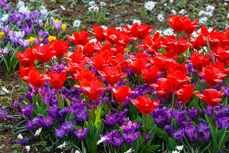 美丽的红色郁金香和紫的鳄鱼在春天时候图片