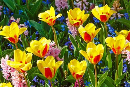 美丽的黄红郁金香和粉色长青绿的近身自然春底背景图片