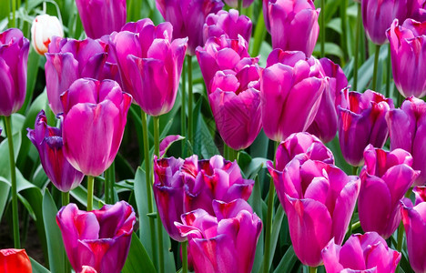 春时美丽的紫色郁金香Macro图片