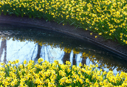 春天时黄色的水仙图片