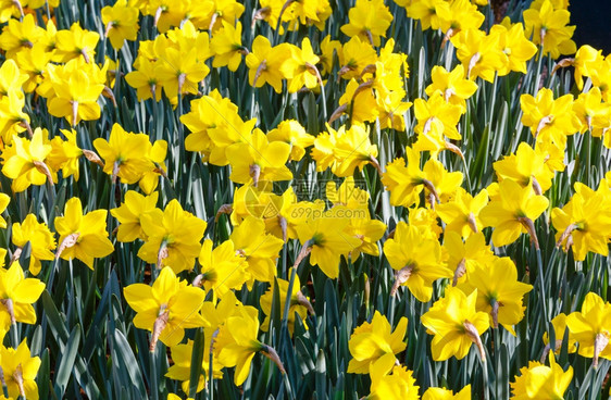 春时美丽的黄水仙关闭背景图片