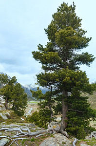 前面有松树的夏季山地景观瑞士FluelaPass图片