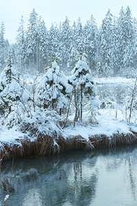 冬季小溪河岸上有雪树图片