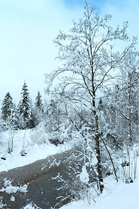 冬季小溪河岸上有雪树图片