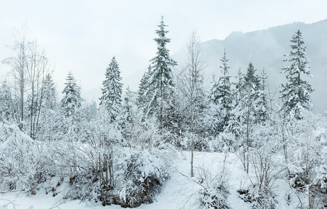 山脚边的白雪树图片